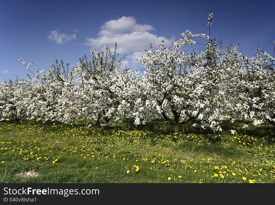 Blooming in white orchard with spring