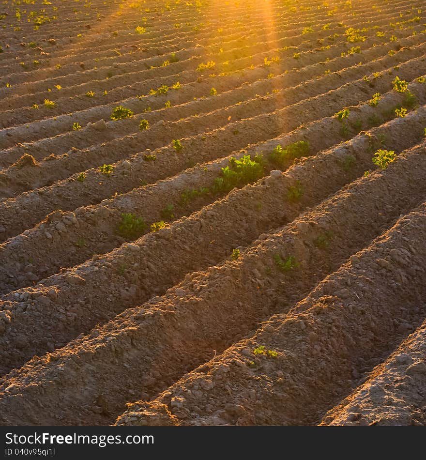 Bright sunset over green field. Bright sunset over green field.