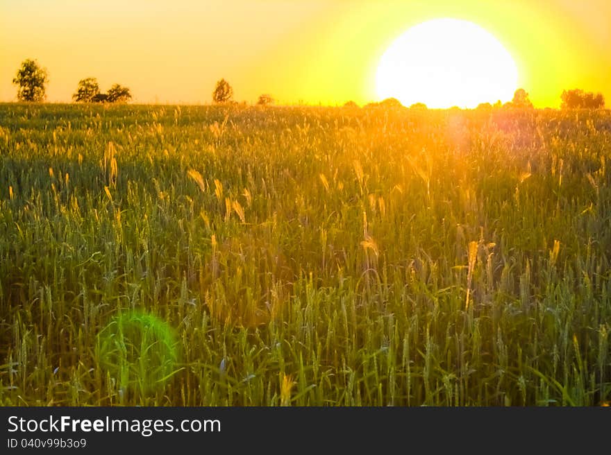 Bright Sunset Over Green Field.