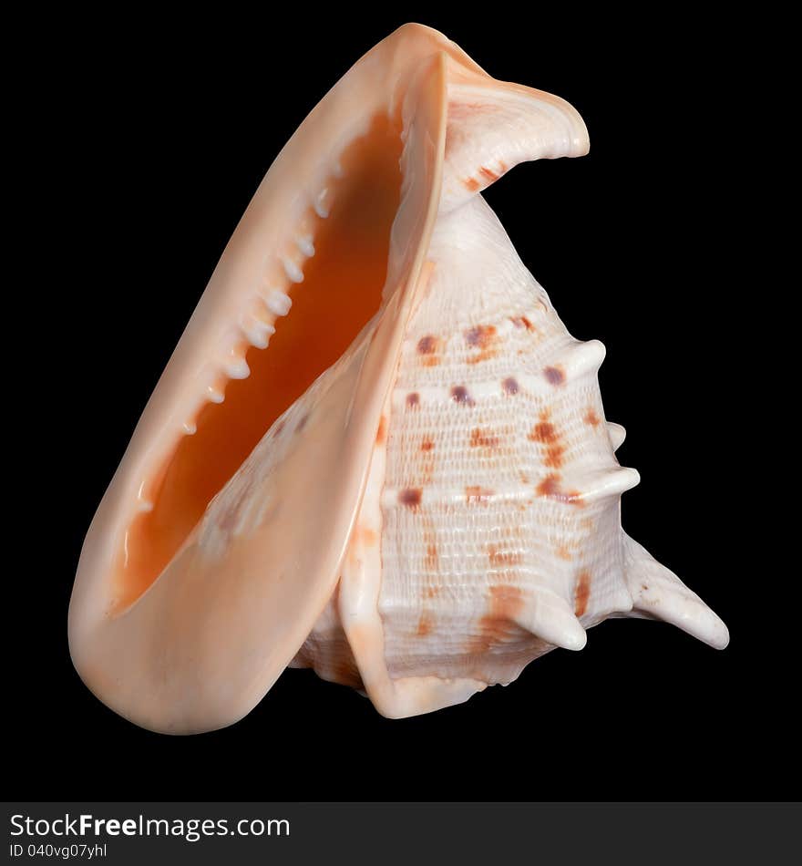 Picture marine seashells on a black background.