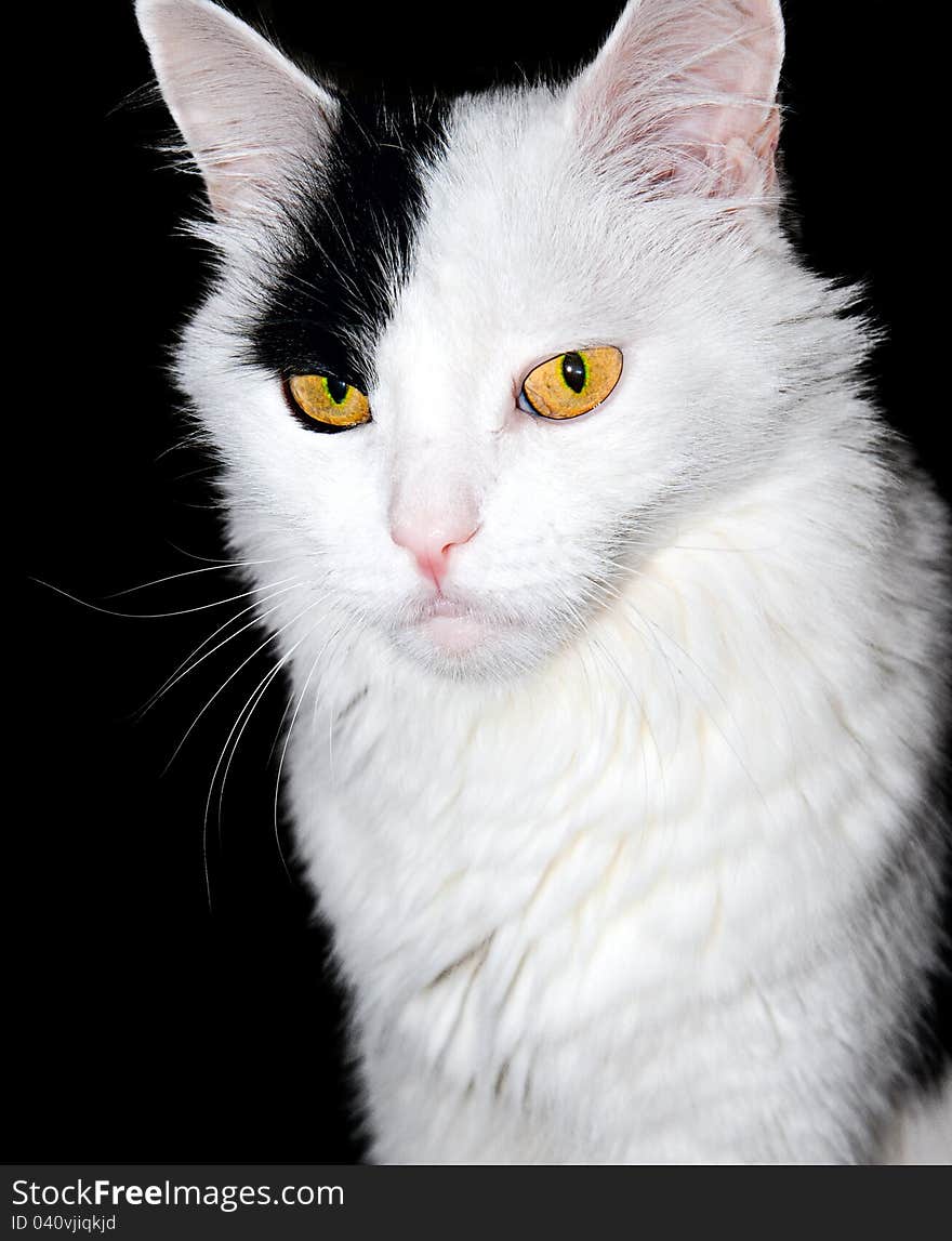 Portrait of a white cat on a black background...