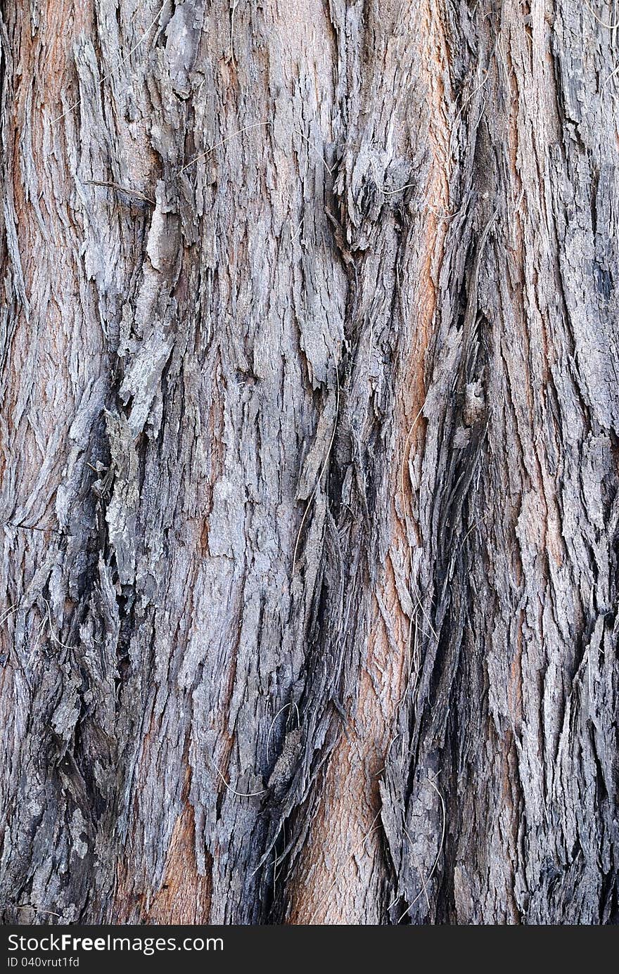 Surface of  Pine tree