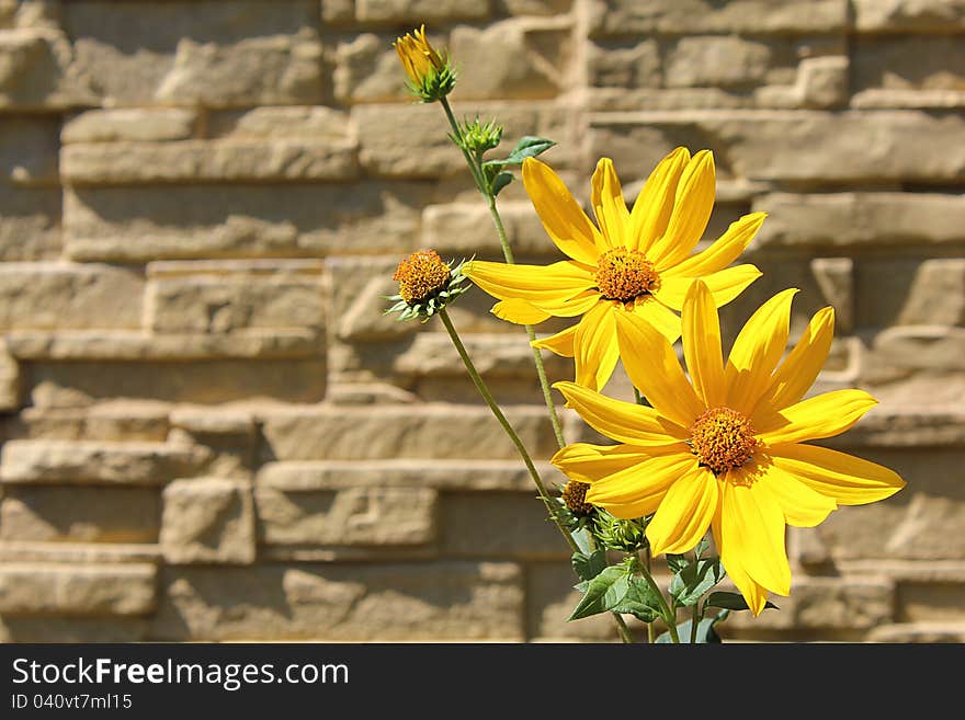 Yellow flowers in front of a wall