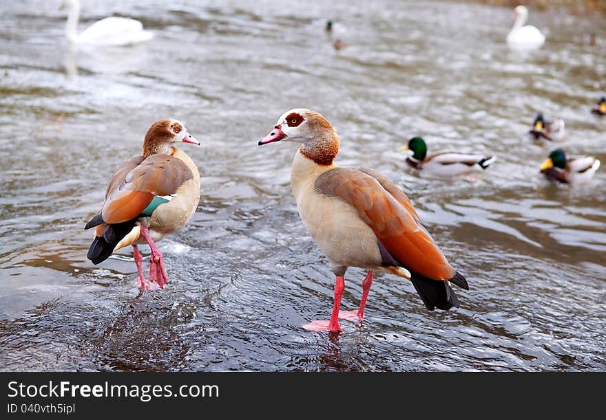 A couple of Alopochen aegyptiacus - egyptian geese close to water. A couple of Alopochen aegyptiacus - egyptian geese close to water