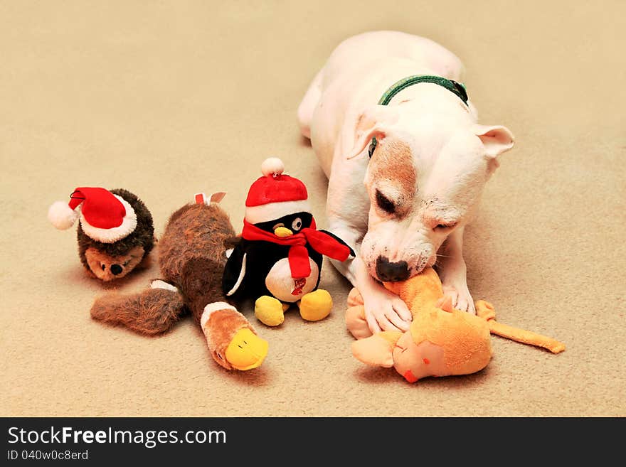 A dog enjoying (eating) her Christmas Presents as they look on. A dog enjoying (eating) her Christmas Presents as they look on