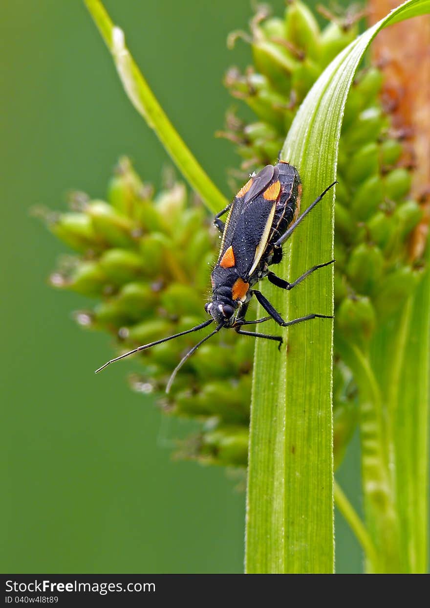 Colourful capsid bug on grass. Colourful capsid bug on grass.