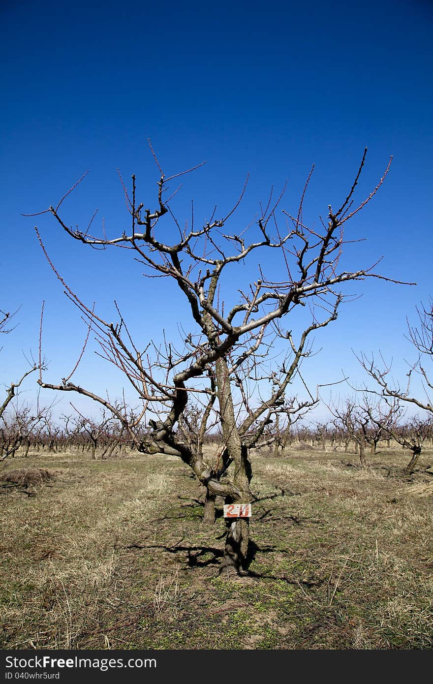 Apple tree in autumn without leaves with blue sky. Apple tree in autumn without leaves with blue sky