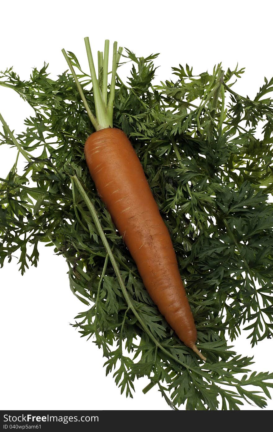 An organic carrot laying vertical on a bed of greens. An organic carrot laying vertical on a bed of greens