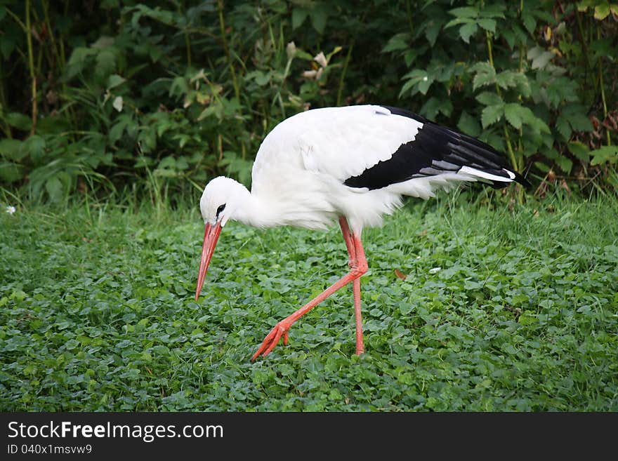 Colorful stork in the nature with green background