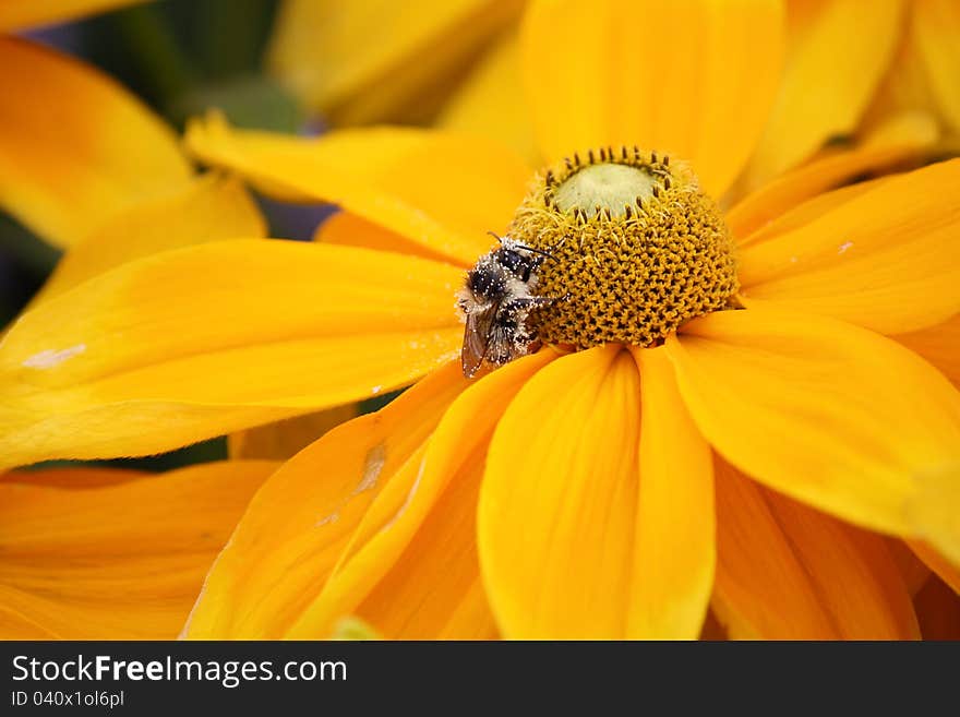 Beautiful Bee on yellow flower in the nature