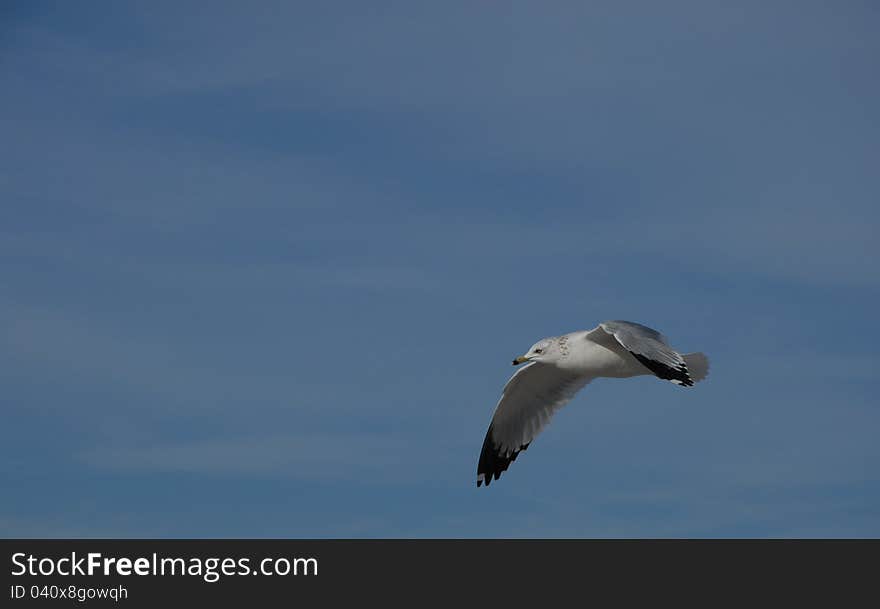 A seagull flying in the air during a bright day