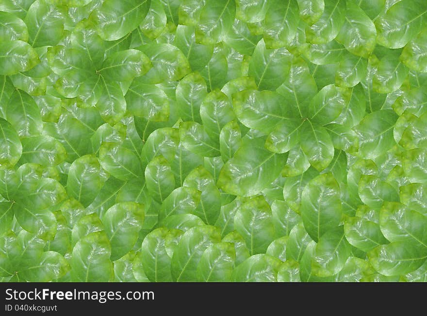 Green leaves over abstract background. Green leaves over abstract background