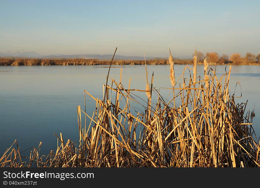 Evening reed and blue lake