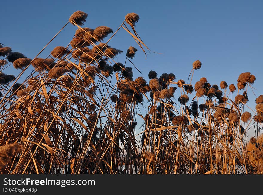 Evening reed and blue sky. Evening reed and blue sky