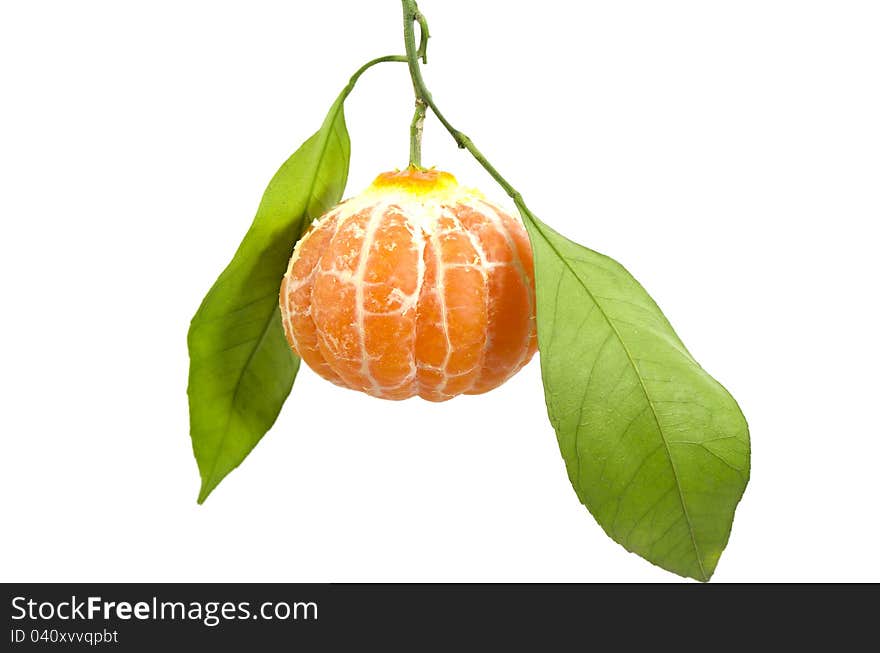 In Leafy Peeled Tangerine