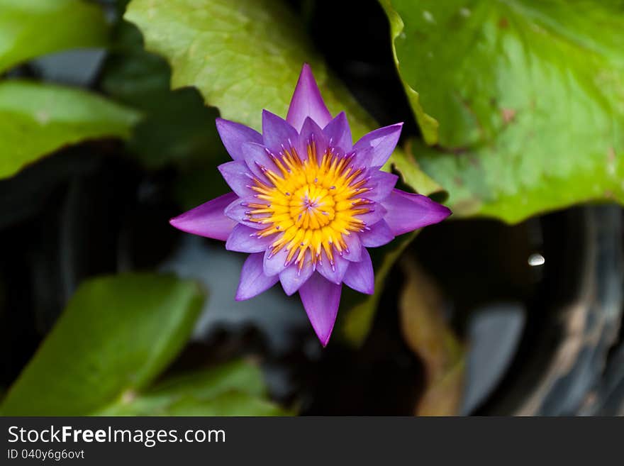 Lotus has a very beautiful color