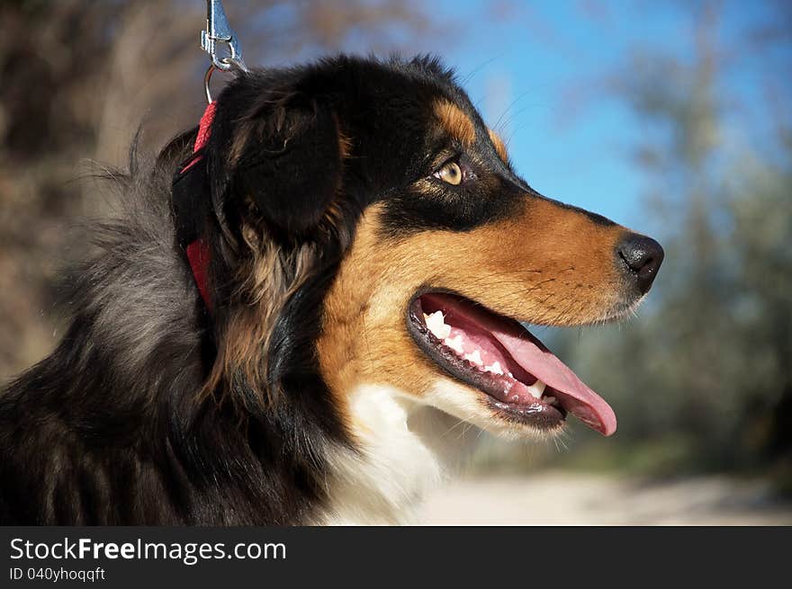 Profile of happy dog, Aussie.