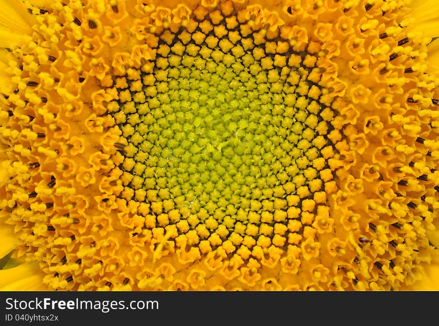 A close-up shot of the middle of a sunflower. A close-up shot of the middle of a sunflower