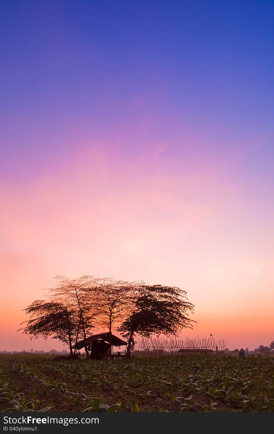 The tree and cottage