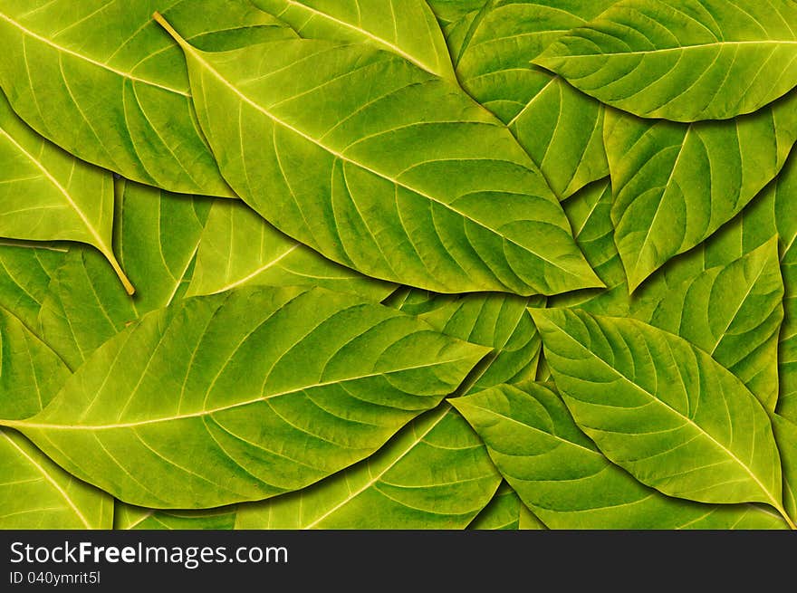 Green Leaves Background