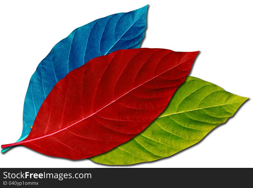 Creative Design of Colorful Leaf for Decoration