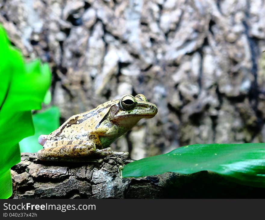 Frog On A Tree