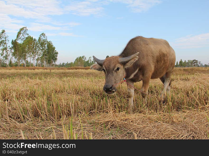 Little buffalo in the field