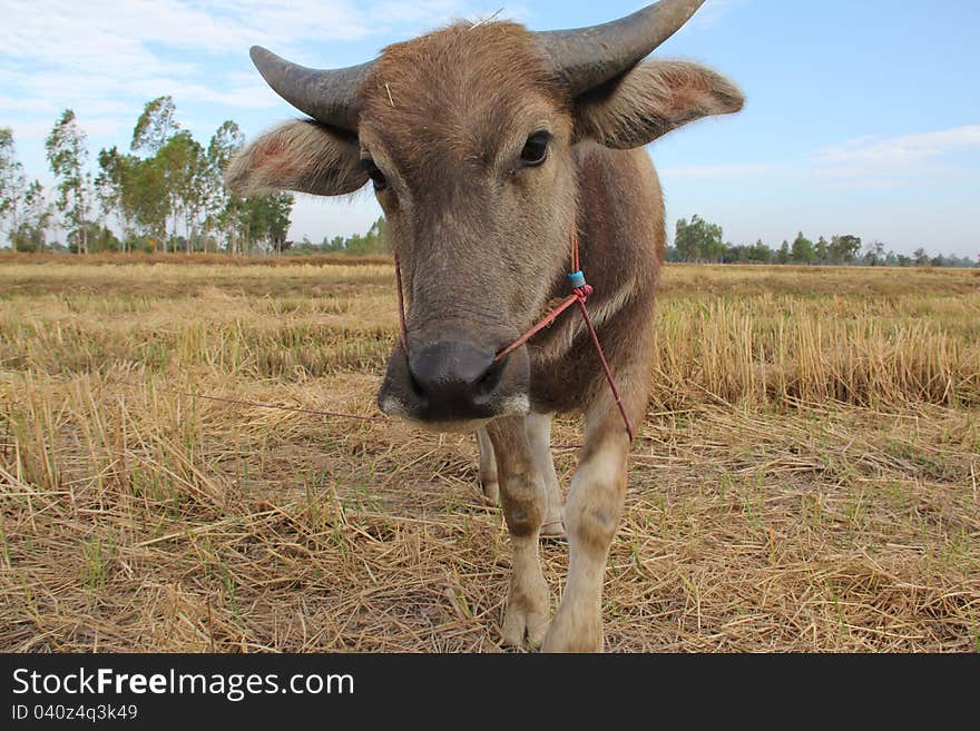 Little buffalo in the field