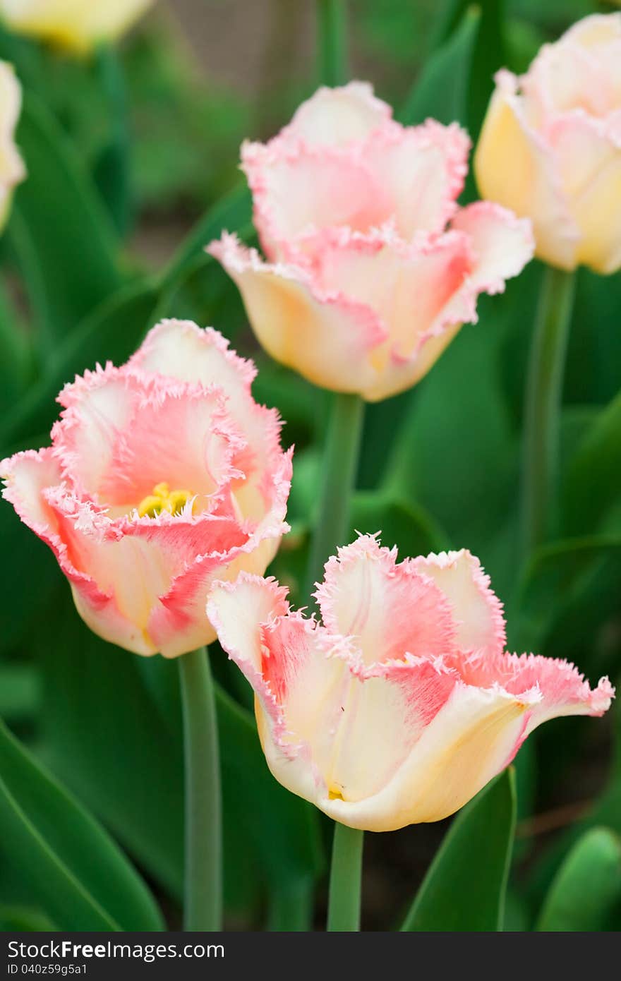 Pink tulip flowers in a garden. Pink tulip flowers in a garden.