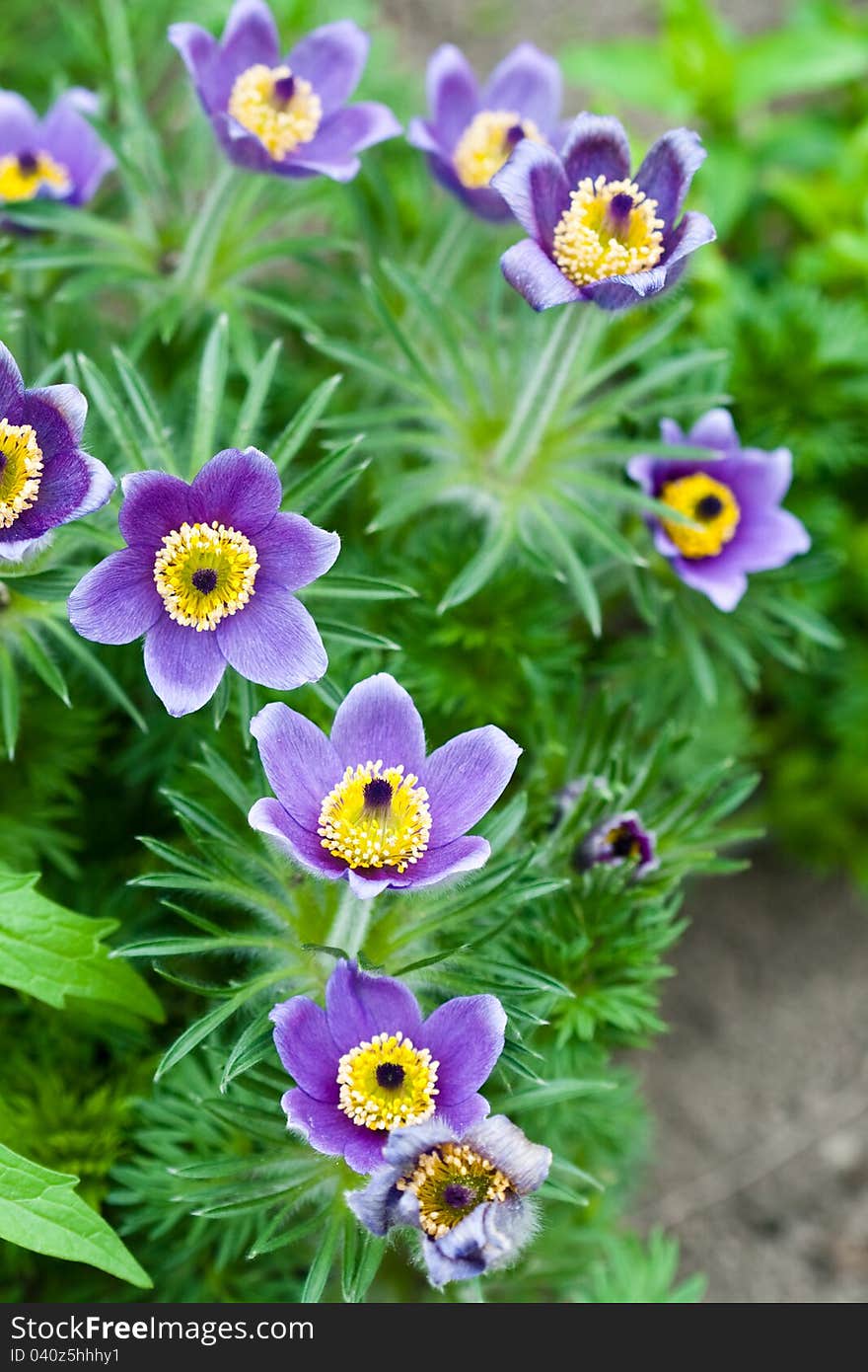 Pulsatilla flowers