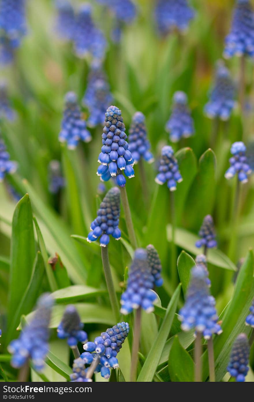 Blue muscari flowers blooming in a garden.