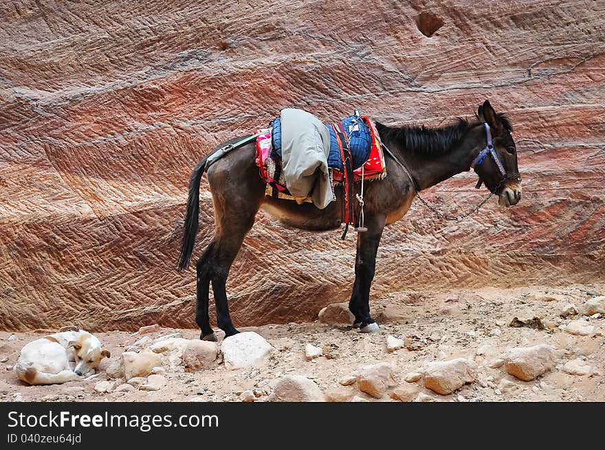 Male donkey and dog on rock wall background