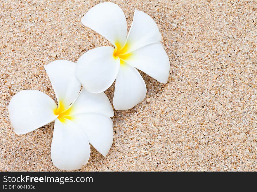 Frangipani flower on sand