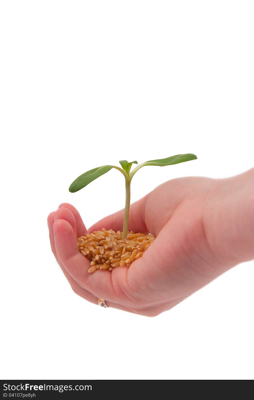 Young sprout in the hand, isolated on a white background