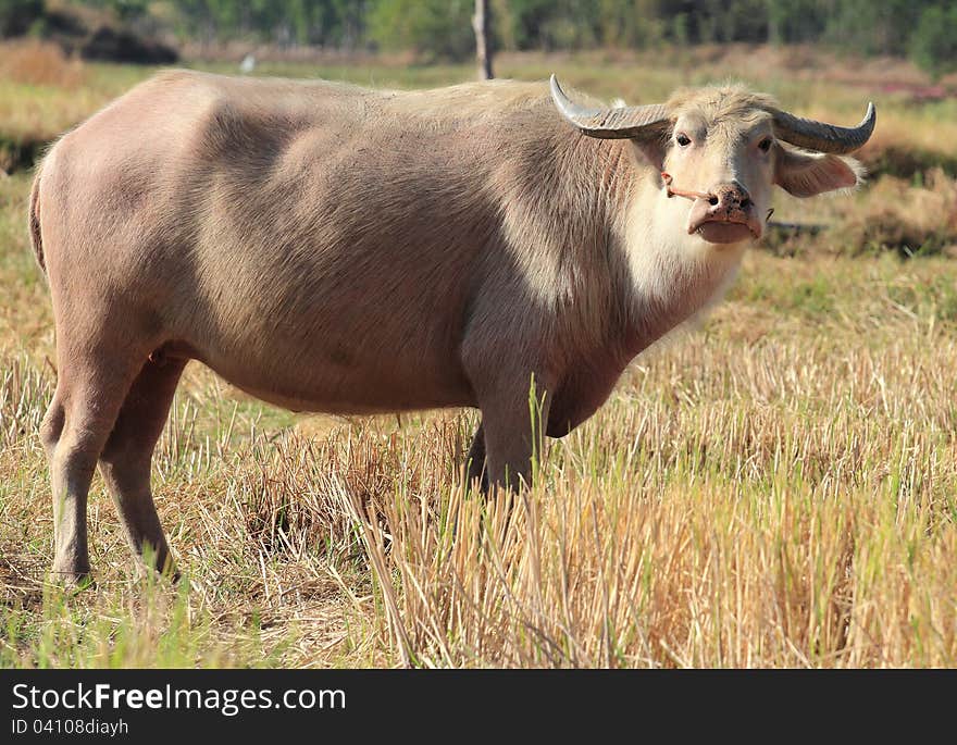 Albino Buffalo