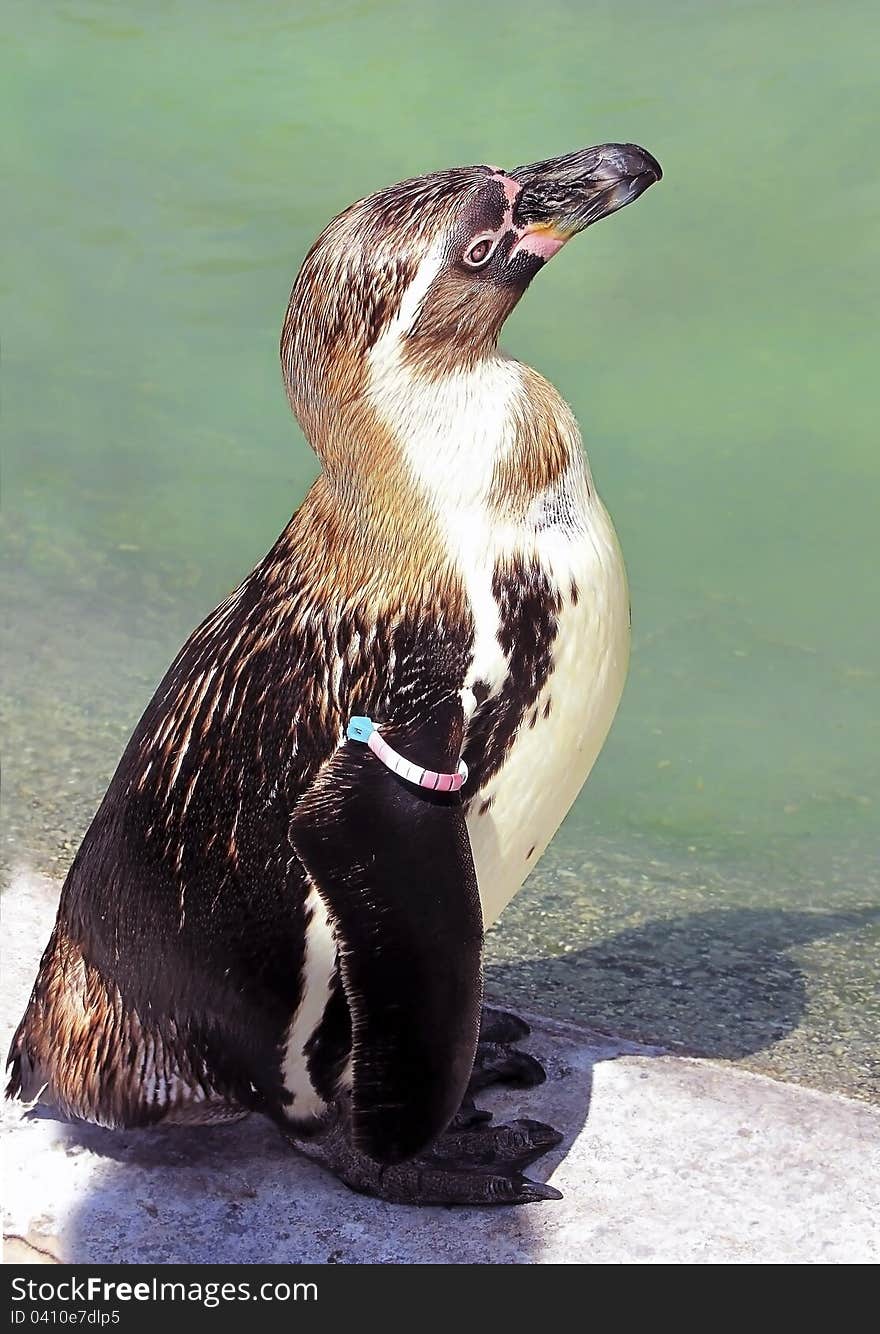 Ringed Penguin