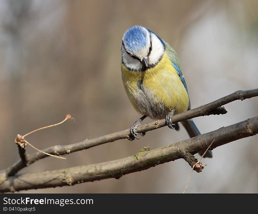 Blue tit