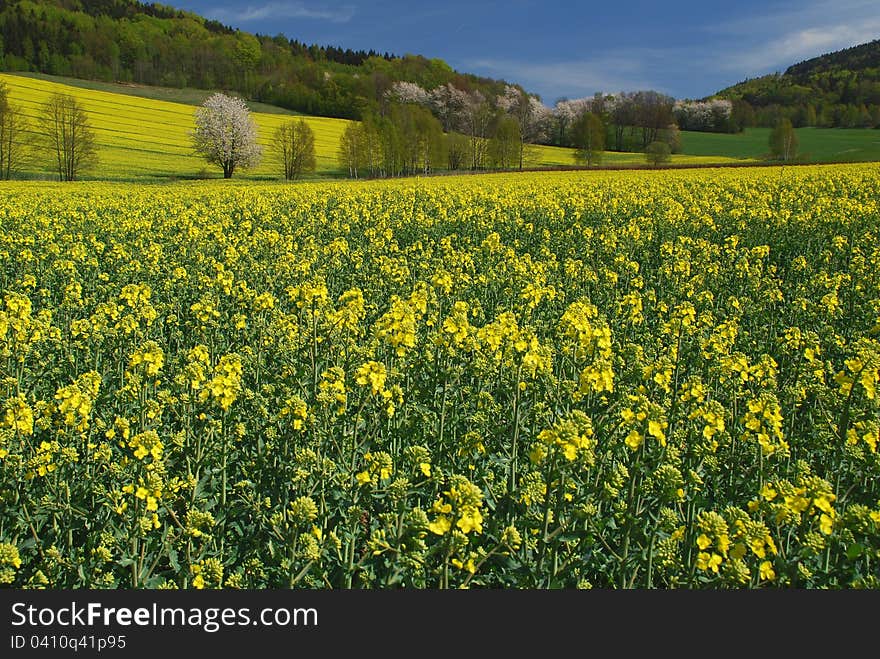 Fields and trees blooming,spring nature. Fields and trees blooming,spring nature