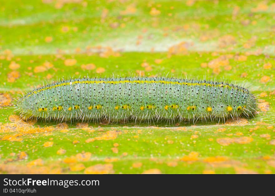 Caterpillar on leaf