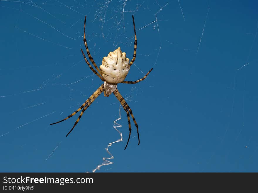 Spider genus Argiope in the network against the sky. Spider genus Argiope in the network against the sky