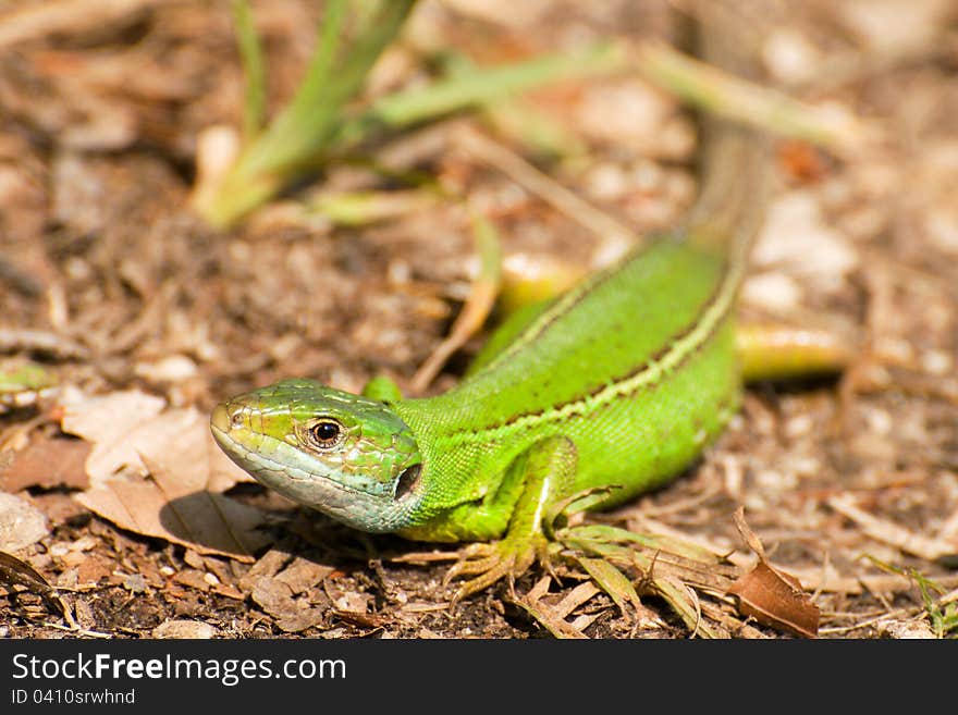 Lacerta viridis