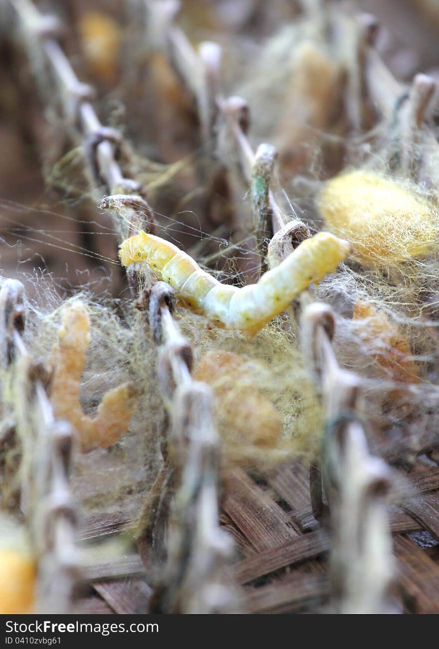 Silkworms eat mulberry leaves, Thailand