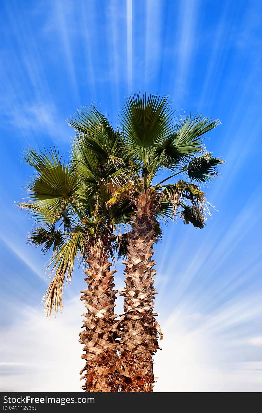 Palm Under Blue Sky