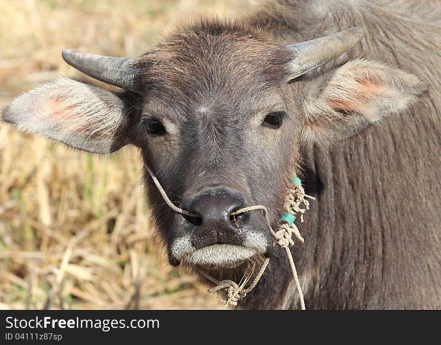 Small buffalo