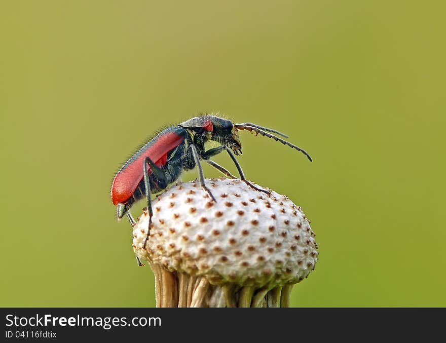 Scarlet malachite beetle on sowthistle.