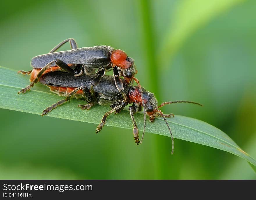 Soldier beetles mating on grass leaf.