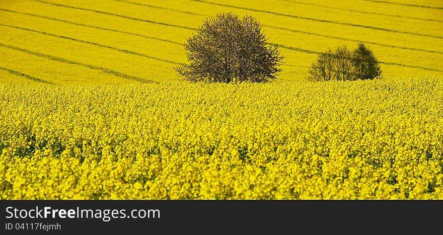 Fields and trees blooming in spring day