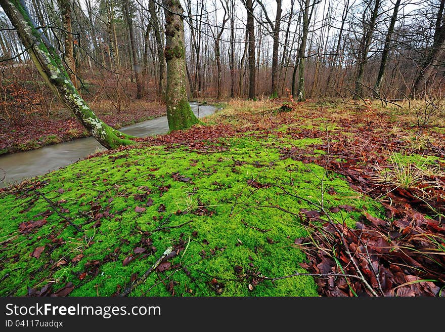 Colorful automn forest in Denmark. Colorful automn forest in Denmark