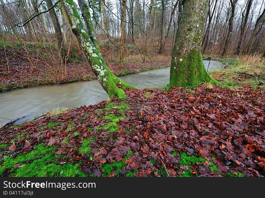 Colorful automn forest in Denmark. Colorful automn forest in Denmark