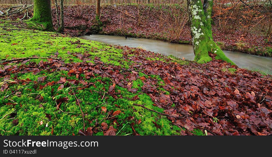 Forest with colorful leaves and moss